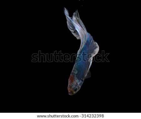 White and blue siamese fighting fish, betta fish isolated on black background.