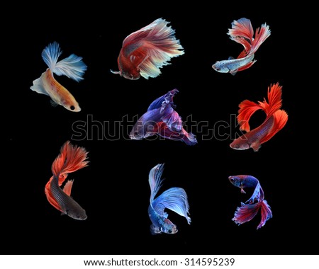 Group of Siamese fighting fish, Beta fish on black background
