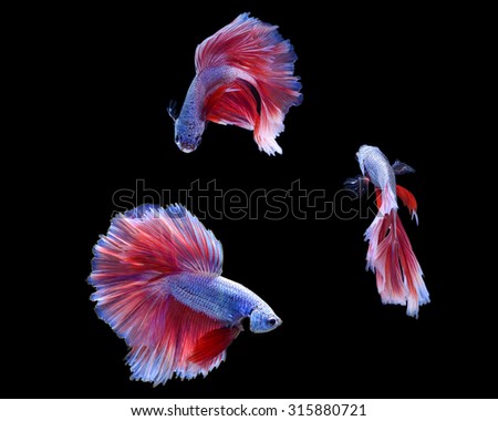 Collection capture the moving moment of white siamese fighting fish isolated on black background. Betta fish