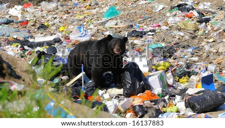 Big bear in the middle of the big garbage dump
