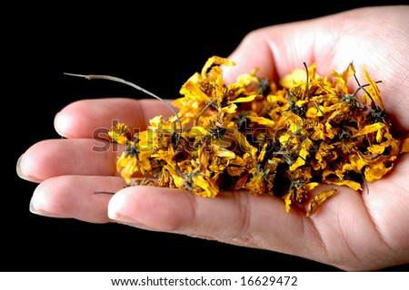 hand of a woman holding tea herbs