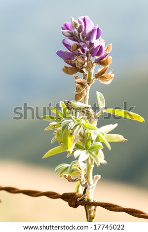 purple plant on a reddish barbed wire