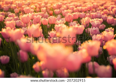 The flower bed with pink tulips in the sunlight on sunset.