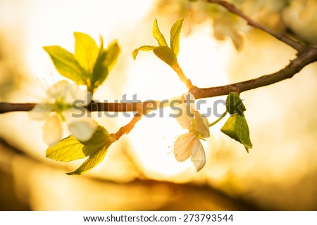 Flowering branch of apple in the rays of the setting sun spring evening.