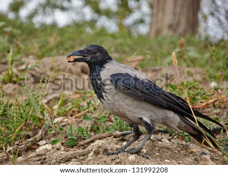 Crow sitting on the ground and holding in the beak piece of walnut