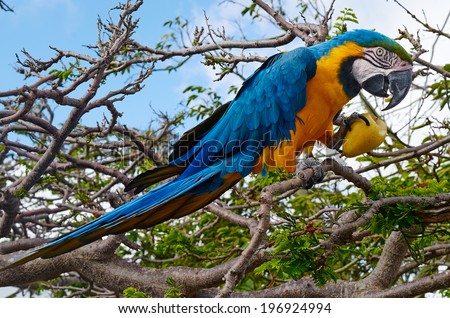 Macaw sit on branch I eat pear