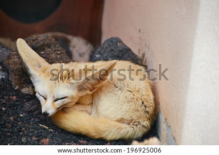 Desert Fox slumbers afternoon