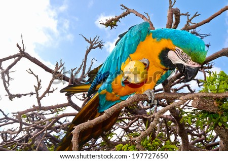 Macaw sit on branch I eat pear close up