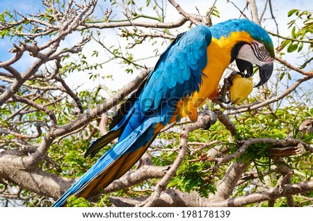 Macaw sit on branch I eat pear close up