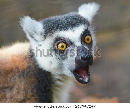 Lemur catta (ring tailed lemur) is speaking