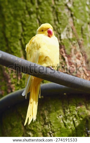 Portrait of yellow collar parakeet close up