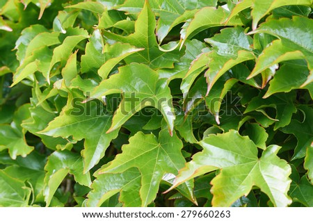 Background with ivy leaves close up