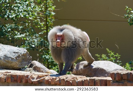 An aggressive baboon is showing his bad mood