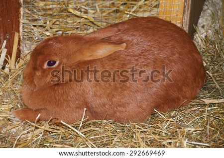 Portrait of a young orange Dutch giant rabbit