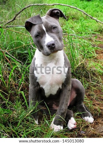 A puppy sits for her outdoor portrait with curious head tilt and floppy ears.  \