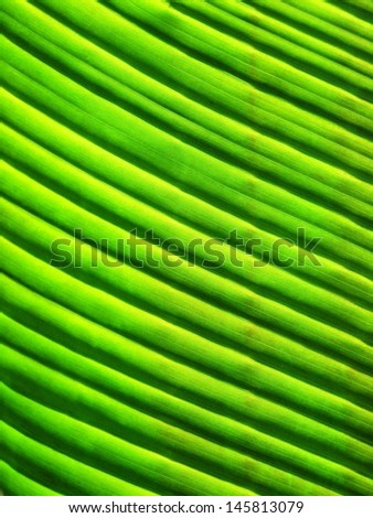 Close up of banana leaf surface revealing shape, form, texture, and pattern.  \