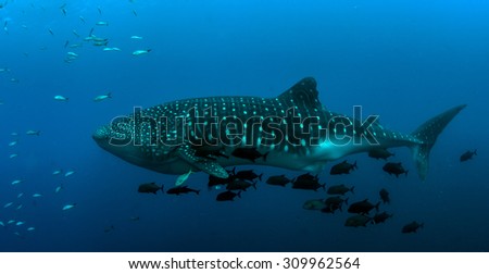 Whale shark, soft focus
