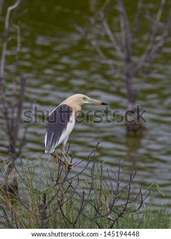 Bird in nature, Indian pond heron