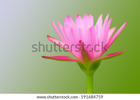 pink water-lily flower, isolated
