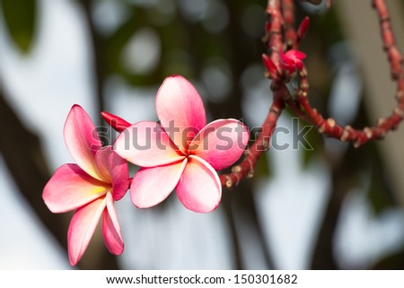 Graveyard Flower, Pagoda Tree, Temple Tree, West Indian Jasmine or Plumeria obtusa L. in botanic name