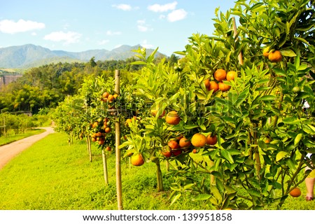 Orange groves and mountain backdrop Orange groves and mountain backdrop