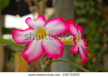 Closeup of Pink  Desert Rose flower in morning
