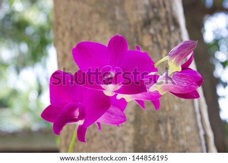 Deep purple orchid flowers