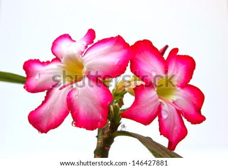 Pink Desert Rose Flowers  On White Background