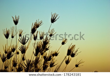 Silhouette image -  Grass flowers autumn in sunset