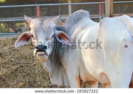 Funny smiling cow