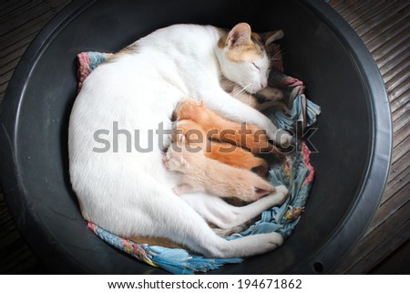 Cat nursing her kittens.The cat feeds a kittens