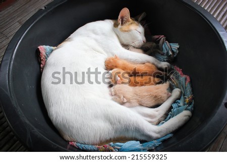 Cat nursing her kittens.The cat feeds a kittens