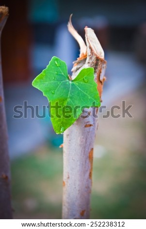 New leaves heart shape growing on tree stump. (new life or business concept)