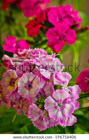 Beautiful flowers small carnations