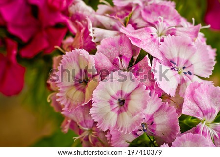 Beautiful flowers small carnations