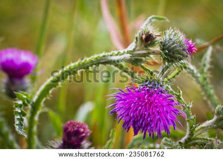 flowering plant sow Thistle