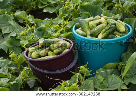 Good harvest of cucumbers