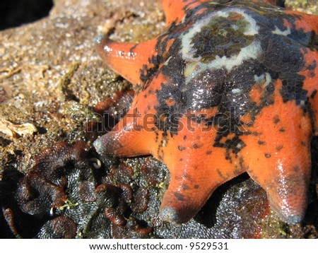 Common Eight-armed Seastar Starfish Patiriella calcar
