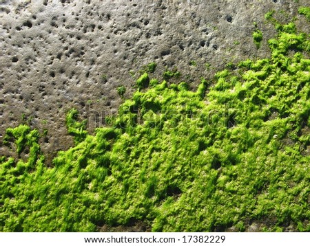 coastal rock with sea moss abstract