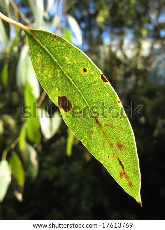 single gum leaf