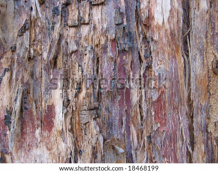 gum tree bark eucalyptus detail