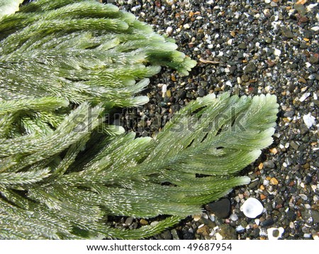 seaweed background detail