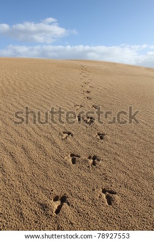 Emu Footprints