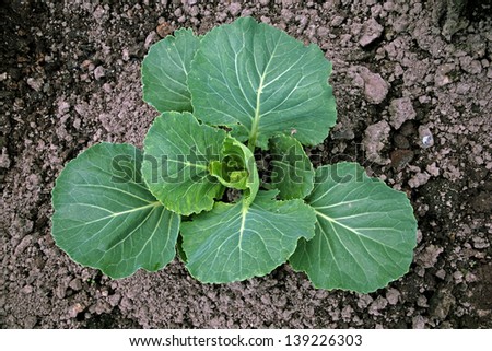 the cabbage grows on a kitchen