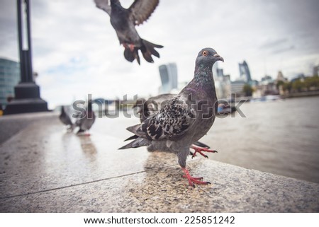 Funny Pigeon walking. Dove with city scape in the background