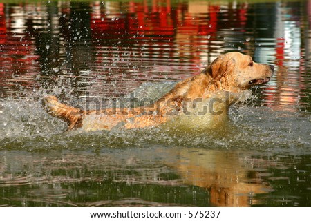 Golden retriever jumping into the water of a lake after a tennis ball.