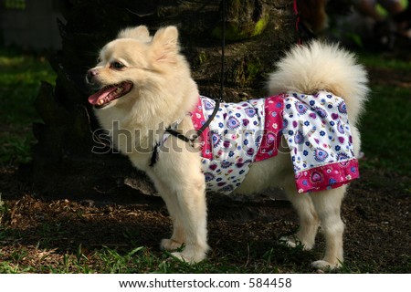pomeranian side view side view of a white of pomeranian and spitz heritage in pyjamas stock photo pomeranian side view side view of a white of pomeranian and spitz heritage in pyjamas stock photo