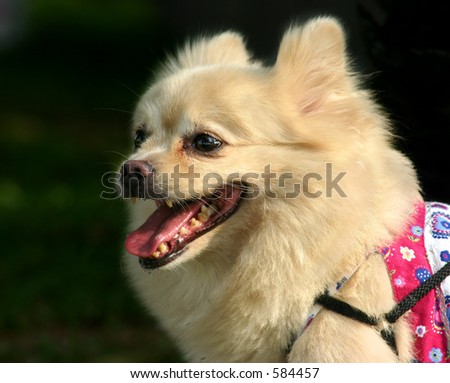 Three quarters side profile of a white dog of pomeranian and spitz heritage