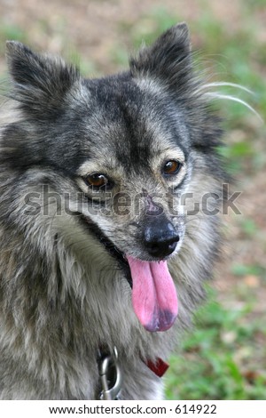 Dirty grey dog of mixed heritage of small to medium size with a wide happy smile.