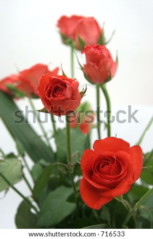 A few red roses for indoor decoration